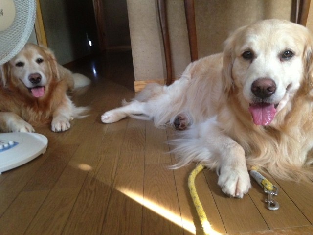 写真：室内で暑がっている2匹の犬
